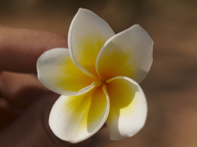 Dok champa (Frangipani), Champasak, Wat Phu